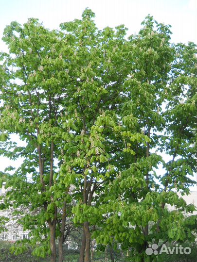 Саженцы каштана