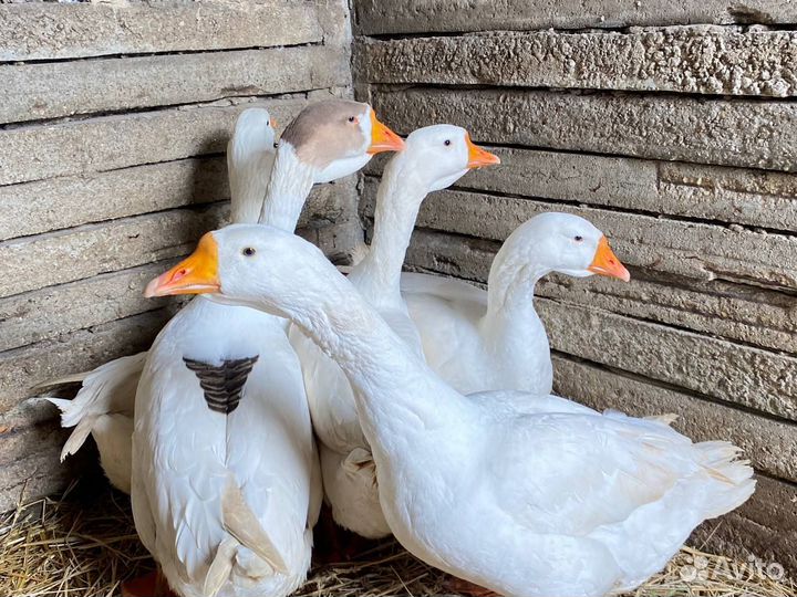 Продам гусей
