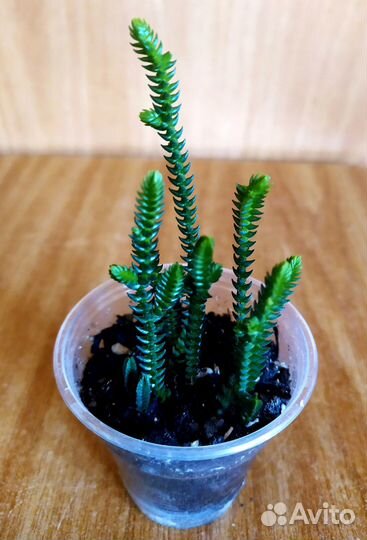 Сингониум. Эсхинантус. Крассула. Седум