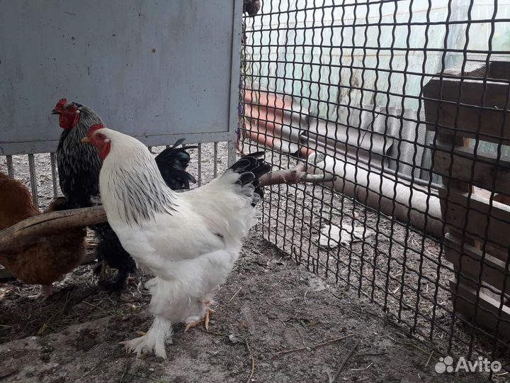 Петух Брама