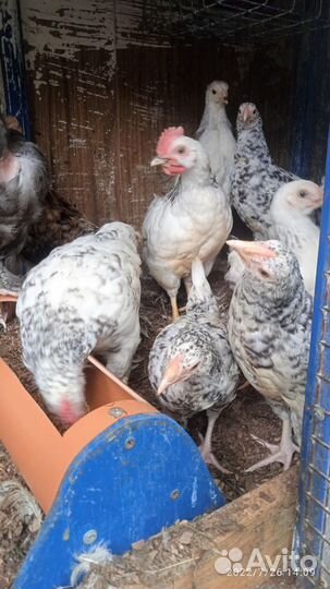 Петух Кученская Юбилейна Брама Пушкинская Дворянин