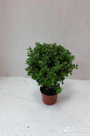 Мирсина в горшке 8