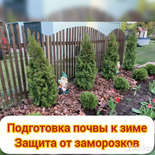 Кора сосны мульча