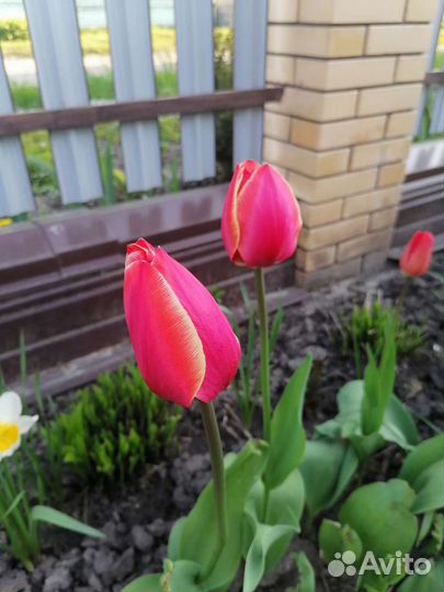 Тюльпаны в букет