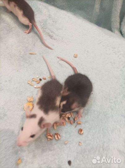 Крыса дамбо