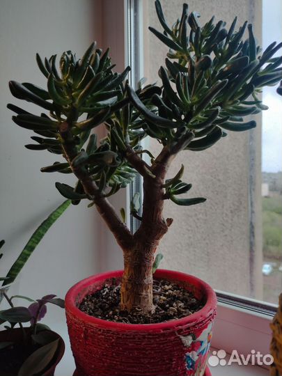 Крассула хоббит