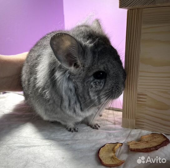 Шиншилла мальчик Стандарт кпа носитель ангоры