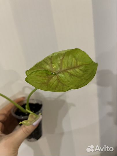 Сингониумы