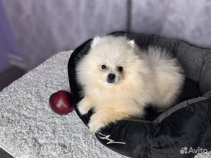 Шпицы с документами