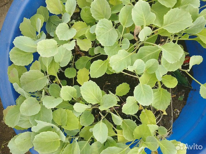 Рассада капусты