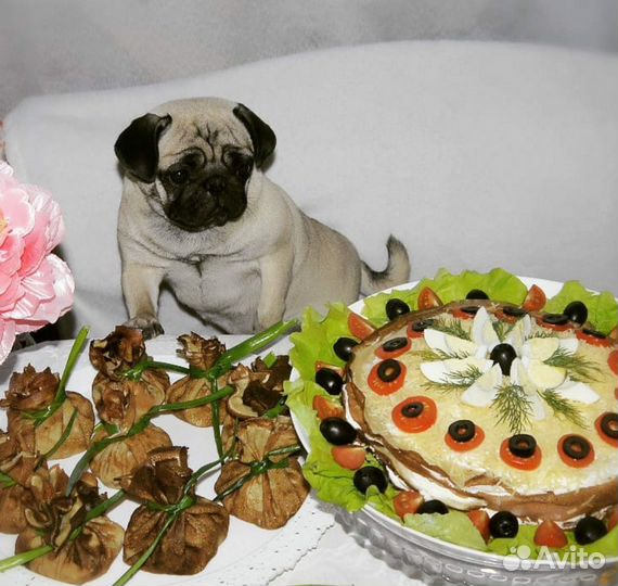 Передержка собак мелких пород