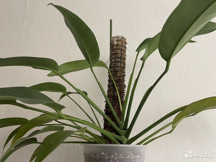 Эпипремнум Гигантеум