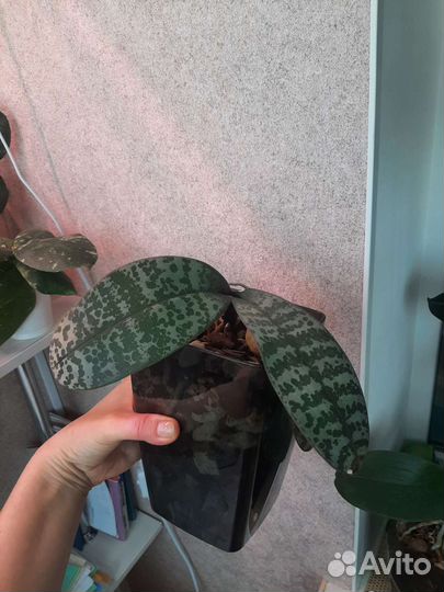 Орхидея шиллериана, мелиса