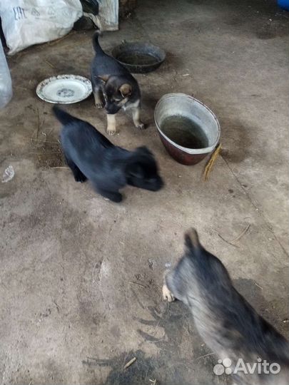 Щенки западно сибирской лайки в добрые руки