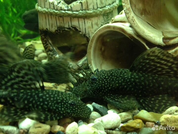 Рыбки, креветки, улитки,растения, коряги