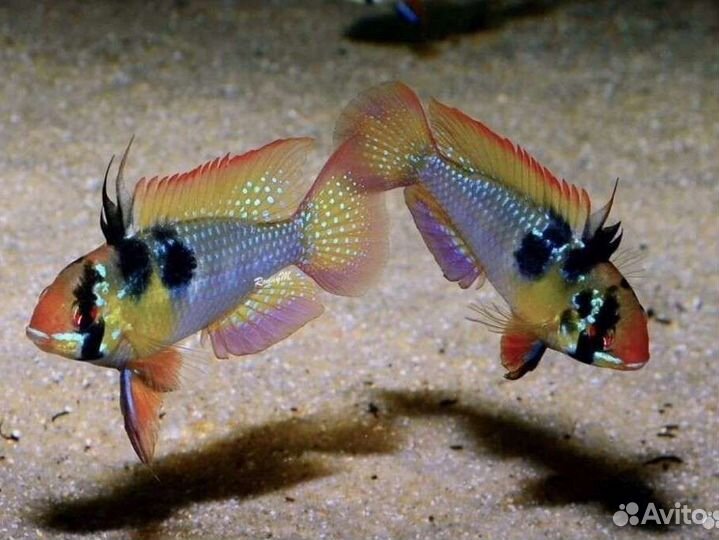 Аквариумные рыбки апистограмма 3см