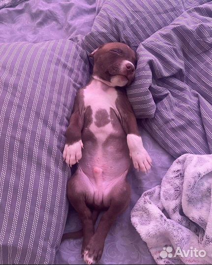 Питбультерьер вязка