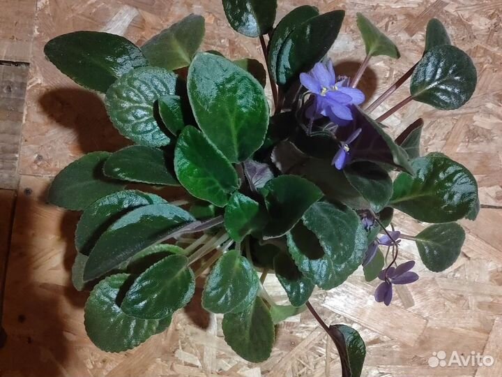 Комнатные растения разные