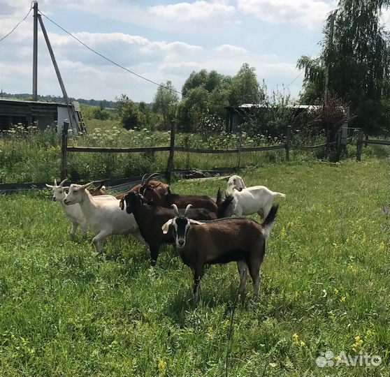 Козы Альпийской и Зааннской пород