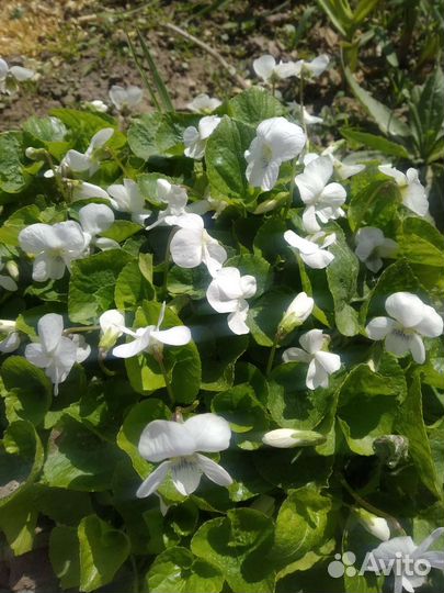 Фиалка садовая