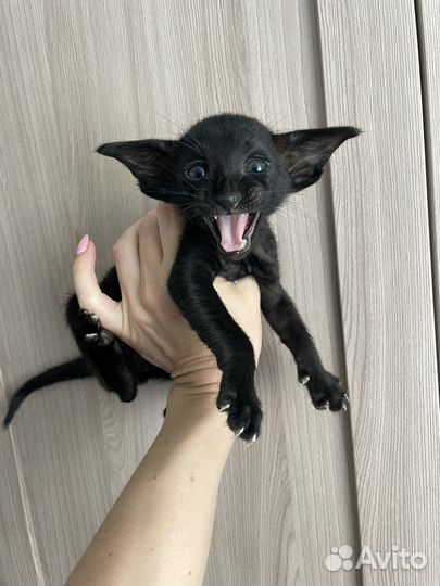 Ориентальные котята