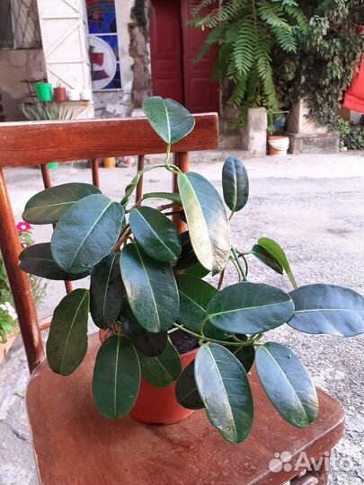 Комнатные цветы