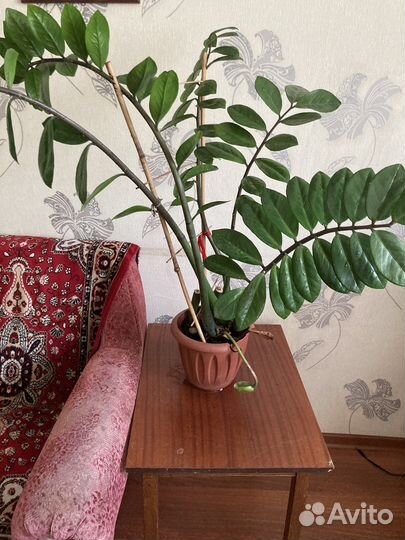 Замиокулькас или долларовое дерево