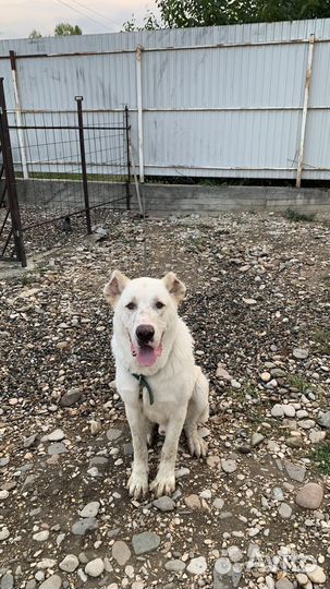 Среднеазиатская овчарка алабай