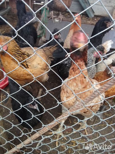 Бойцовые куры