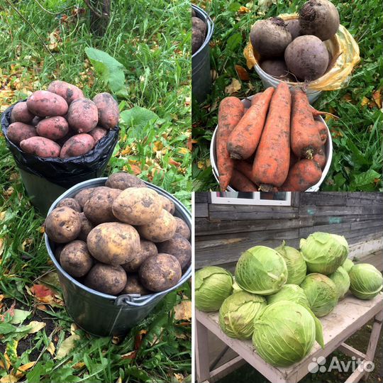 Картофель и морковь
