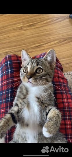 Котенок