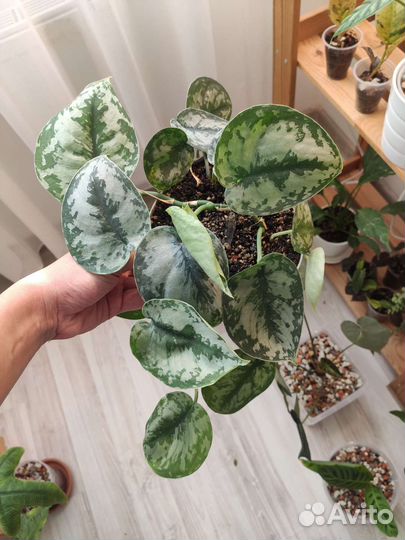 Сциндапсус пиктус треби