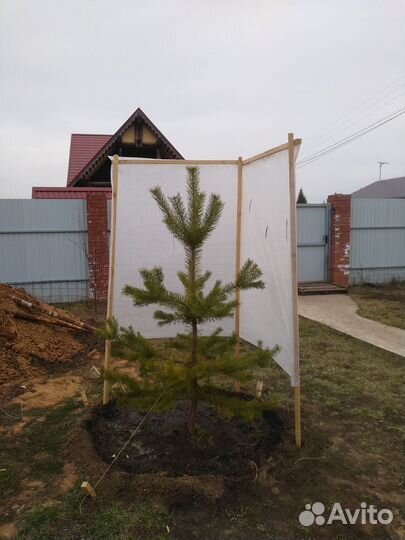 Сосна обыкновенная, Саженцы Сосны обыкновенной