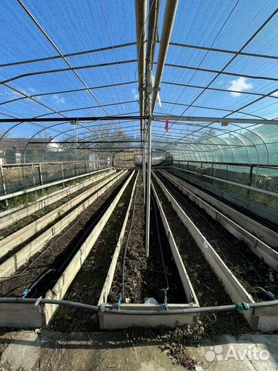 Сдаю теплицы в Аренду