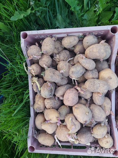 Семенной картофель 