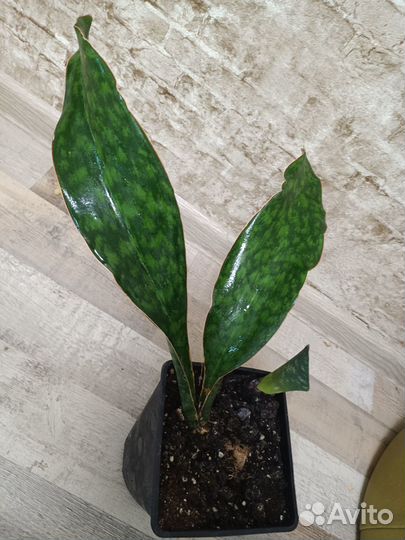 Сансевиерия масониана Виктория