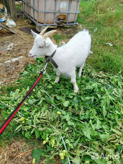 Продам коз и козлят
