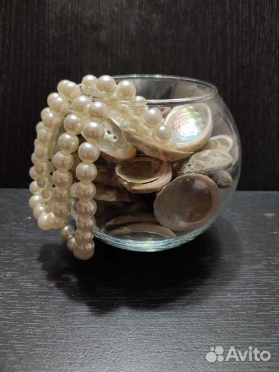 Ракушки галиотис глабра и овина