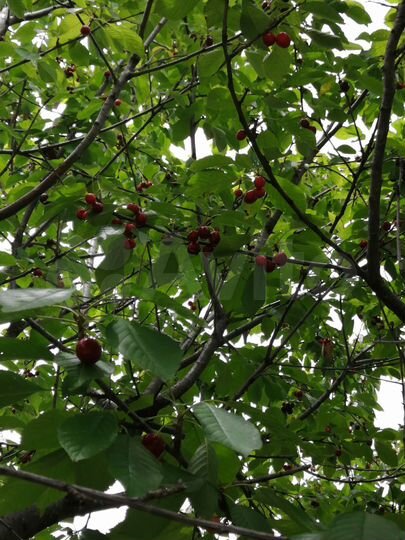 Участок 12,2 сот. (ИЖС)