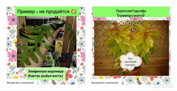 Переския,Эпифиллум Марниера (Суккуленты)