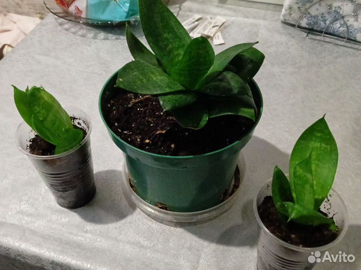 Комнатные растения