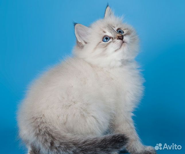 Чистопородные Невские котята