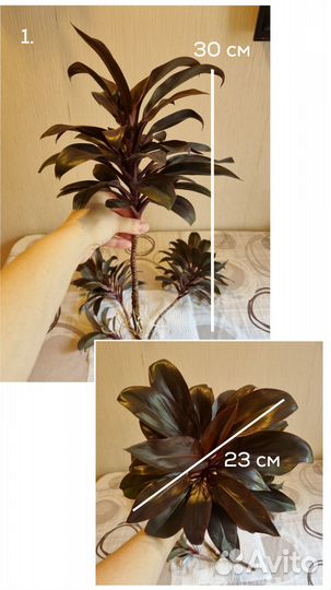 Цветок Кордилина отростки 20-30 см