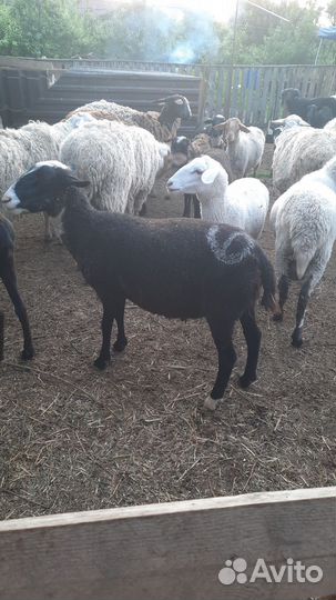 Овцы козы