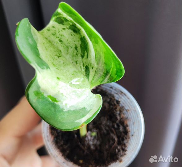 Сциндапсусы эпипремнумы разные