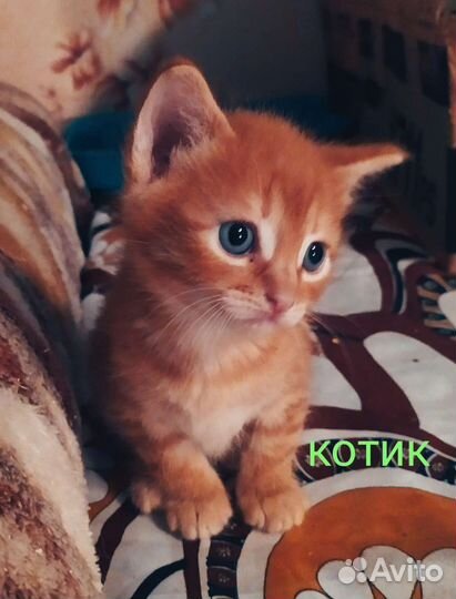 Девон Рекс метисы