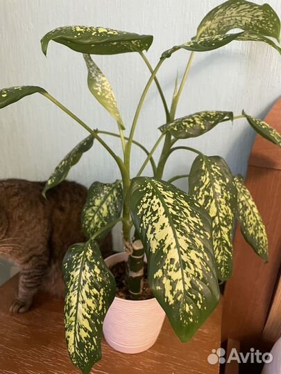 Диффенбахия