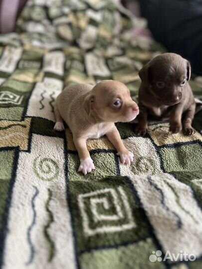 Той-терьер щенки