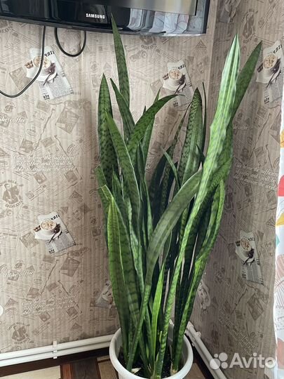 Сансевиерия