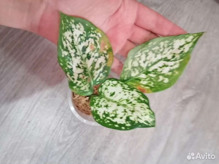 Аглаонема разные